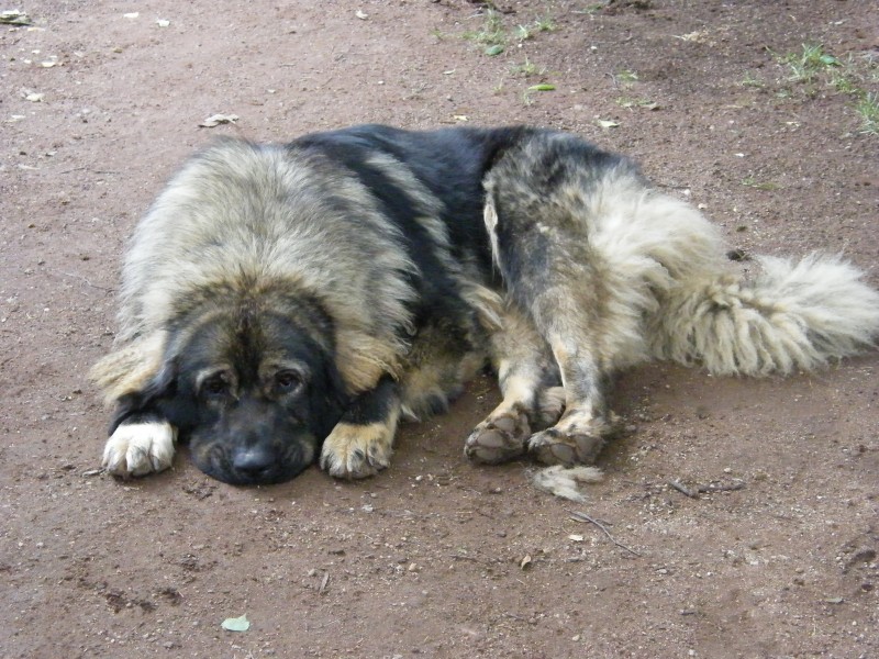 Shakira - štěňátko Kavkazského pasteveckého psa